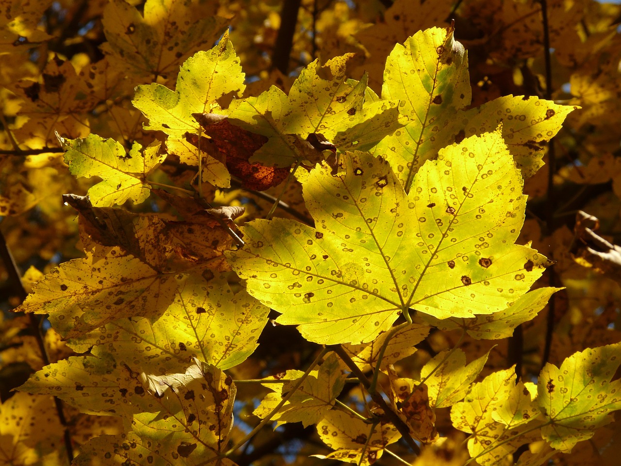 Kalnų Klevas, Acer Pseudoplatanus, Klevas, Acer, Lapuočių Medis, Aukso Ruduo, Auksinis Spalio Mėn ., Ruduo, Spalio Mėn, Miškas