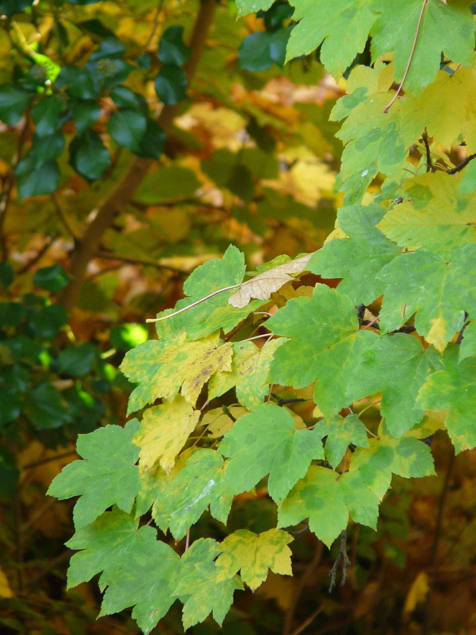 Kalnų Klevas, Lapai, Kritimo Spalva, Žalias, Geltona, Ruduo, Acer Pseudoplatanus, Lapuočių Medis, Klevas, Acer