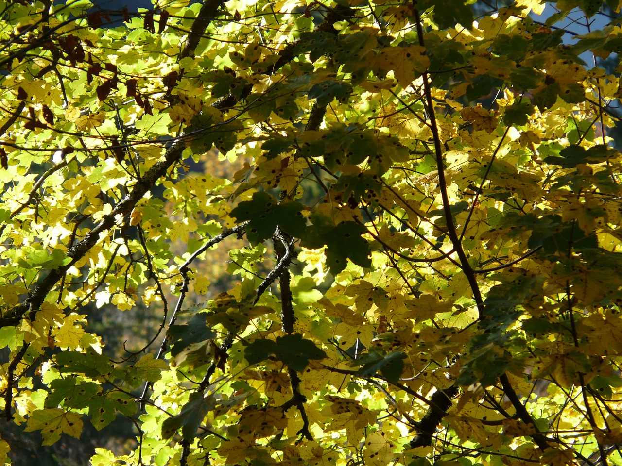 Kalnų Klevas, Lapai, Žalias, Ruduo, Acer Pseudoplatanus, Klevas, Acer, Lapuočių Medis, Miškas, Šviesus