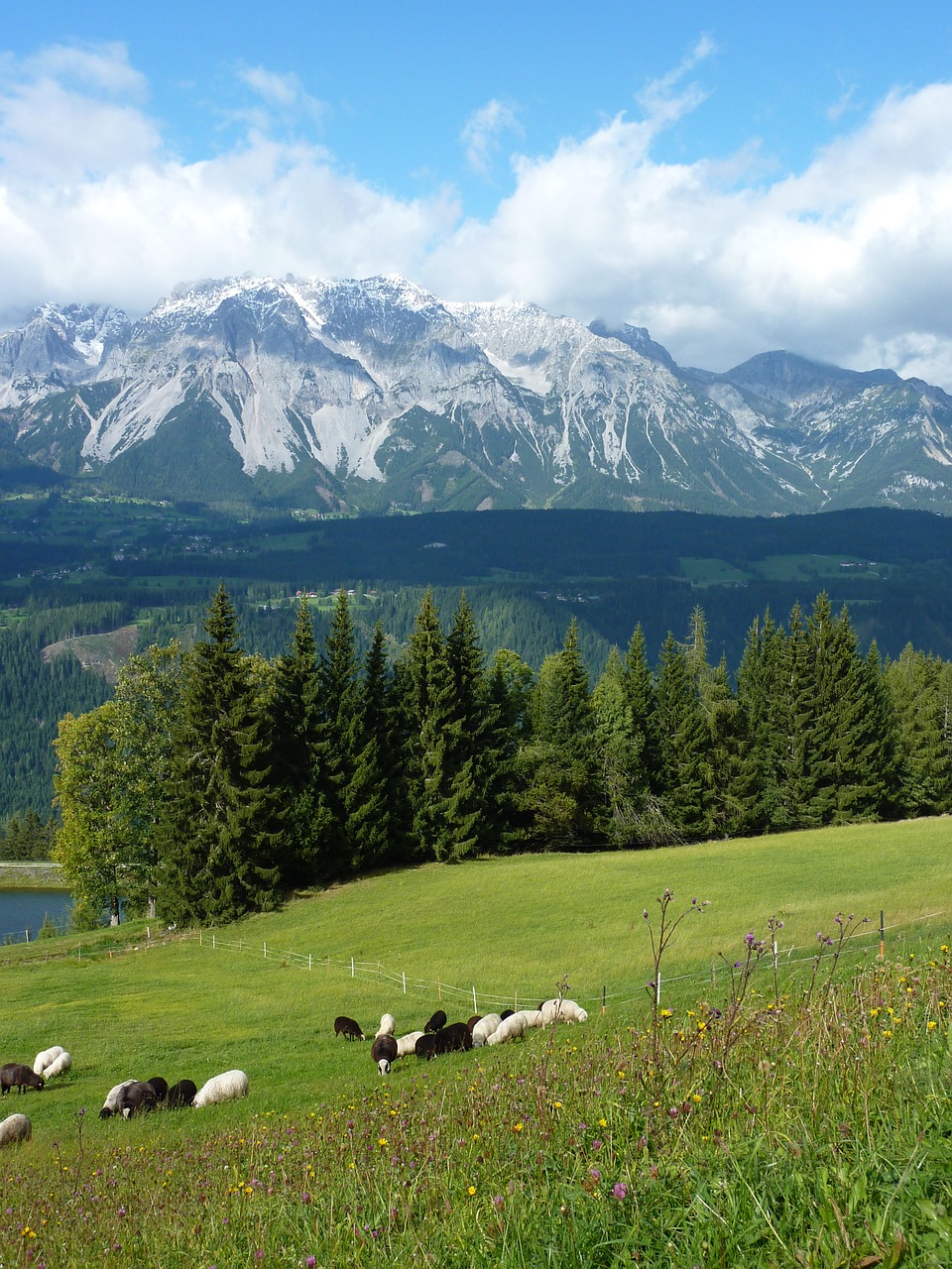 Kalnų Pieva, Avių Ganyklos, Austria, Alm, Panorama, Kalnai, Nemokamos Nuotraukos,  Nemokama Licenzija