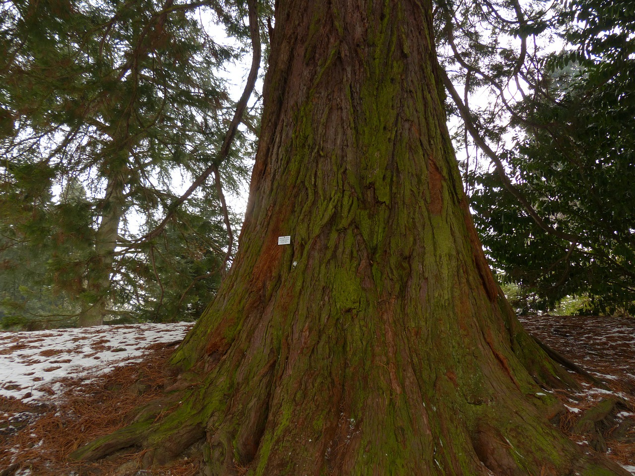 Kalnų Raudona, Milžinas Raudonmedis, Sekoiadendron Giganteum, Medis, Sekvija, Sequoioideae, Kiparisas Po Stiklu, Gentis, Didelis, Skersmuo