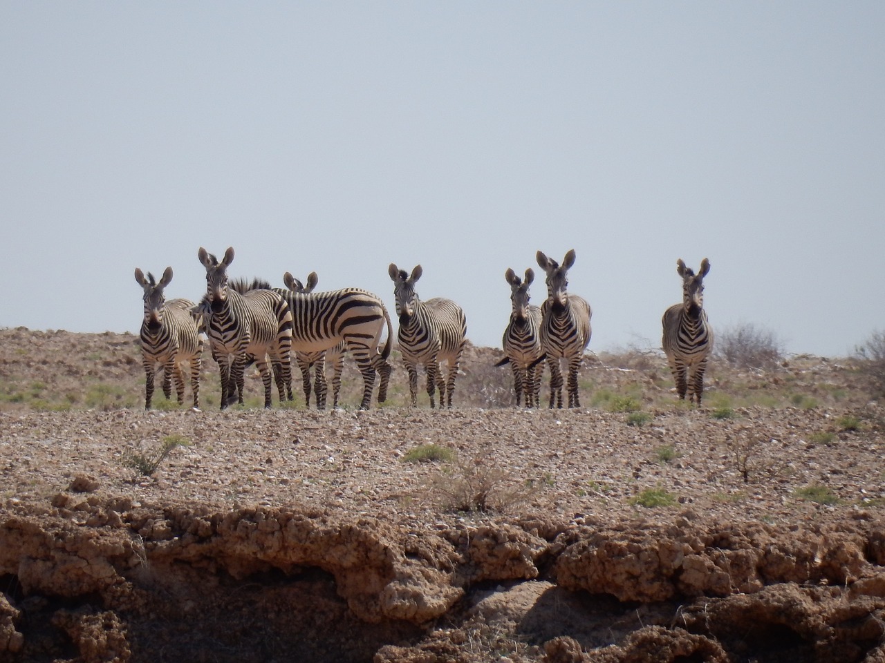 Kalninis Zebras,  Zebra,  Dykuma,  Kalnai,  Afrikoje,  Namibija, Nemokamos Nuotraukos,  Nemokama Licenzija