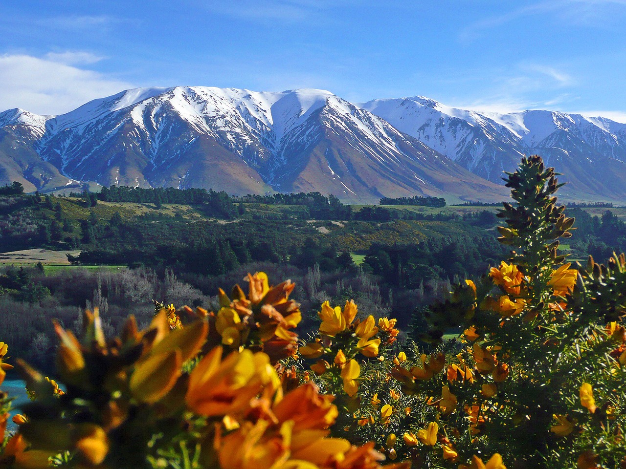 Naujoji Zelandija, Kalnai, Gorse, Geltona, Kraštovaizdis, Gamta, Lauke, Scena, Sniegas, Vasara