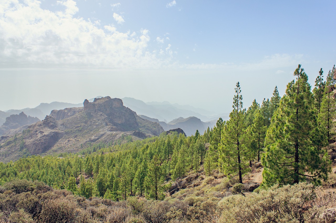 Gran Canaria, Kanarų Salos, Kalnai, Kalnas, Gamta, Kraštovaizdis, Pušys, Medžiai, Kelionė, Ekskursija
