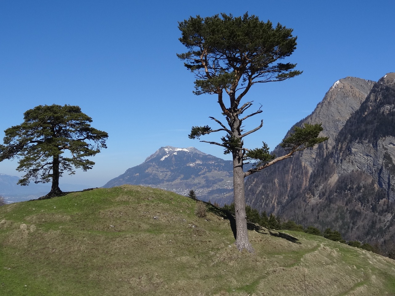 Kalnai, Pušis, Regitzer Spitz, Falknis, Šveicarija, Graubünden, Nemokamos Nuotraukos,  Nemokama Licenzija