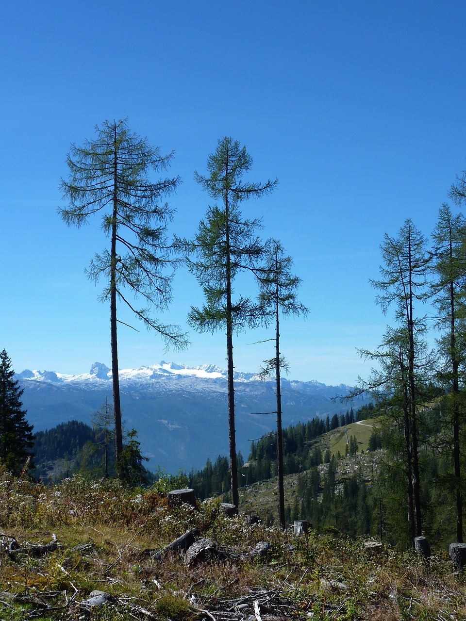 Kalnai, Eglės, Austria, Nemokamos Nuotraukos,  Nemokama Licenzija