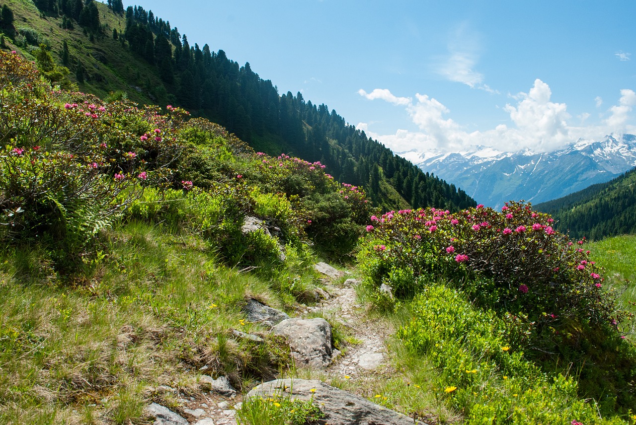Kalnai, Žygiai, Gamta, Kraštovaizdis, Alpių, Kalnų Žygiai, Alpių Gėlės, Almrausch, Alpių Rožės, Takas