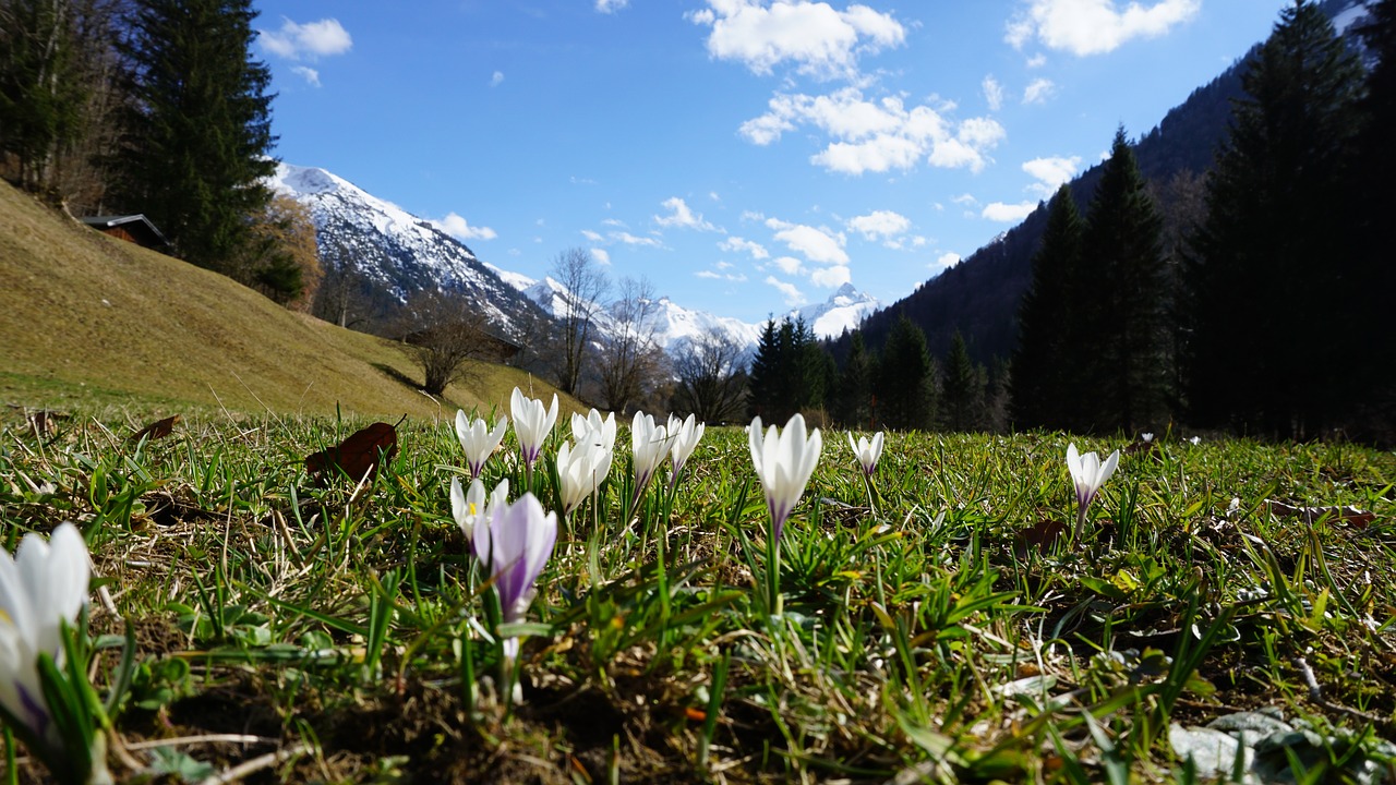 Kalnai, Gėlės, Pavasaris, Alpių, Pieva, Gamta, Kraštovaizdis, Alpių Gėlė, Saulėtas, Kalnų Gėlės