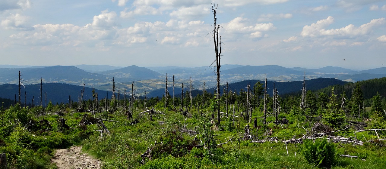 Kalnai, Karštas, Žygių Takas, Gamta, Turbacz, Lenkija, Žygiai, Grožis, Nemokamos Nuotraukos,  Nemokama Licenzija