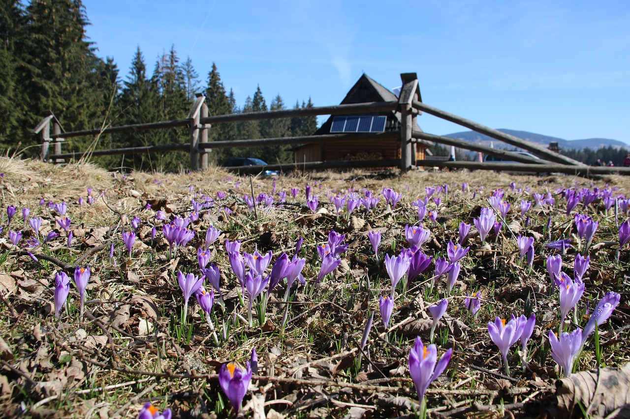 Kalnai, Tatry, Crocus, Vaizdas, Kaimas, Pieva, Pavasaris, Nemokamos Nuotraukos,  Nemokama Licenzija