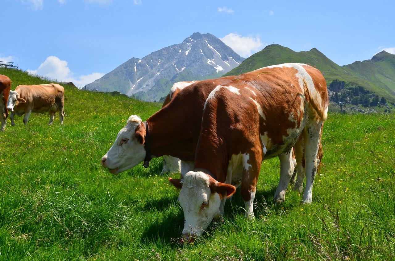 Kalnai, Karvės, Alm, Austria, Alpių, Zillertal, Panorama, Tyrol, Šventė, Karvė