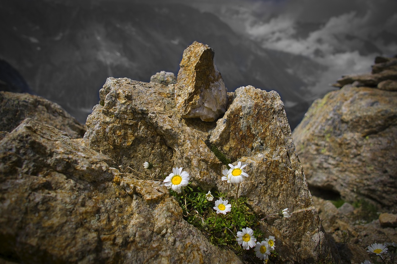 Kalnai, Gėlės, Alpių, Alpių Gėlė, Gamta, Kalnų Gėlės, Vasara, Laukinės Gėlės, Augalas, Rokas