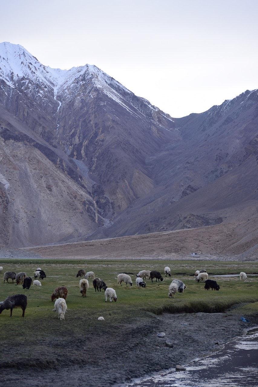 Kalnai, Avys, Leh, Ladakh, Indija, Ganymas, Sniegas, Ledas, Gamta, Kraštovaizdis