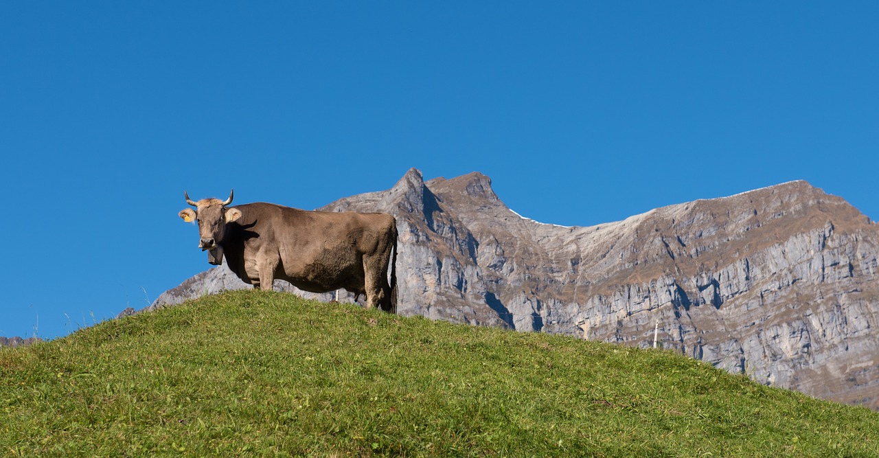 Kalnai, Alpių, Karvė, Glarus Kantonas, Šveicarija, Kraštovaizdis, Aukščiausiojo Lygio Susitikimas, Žygiai, Kalnų Peizažas, Gyvūnai