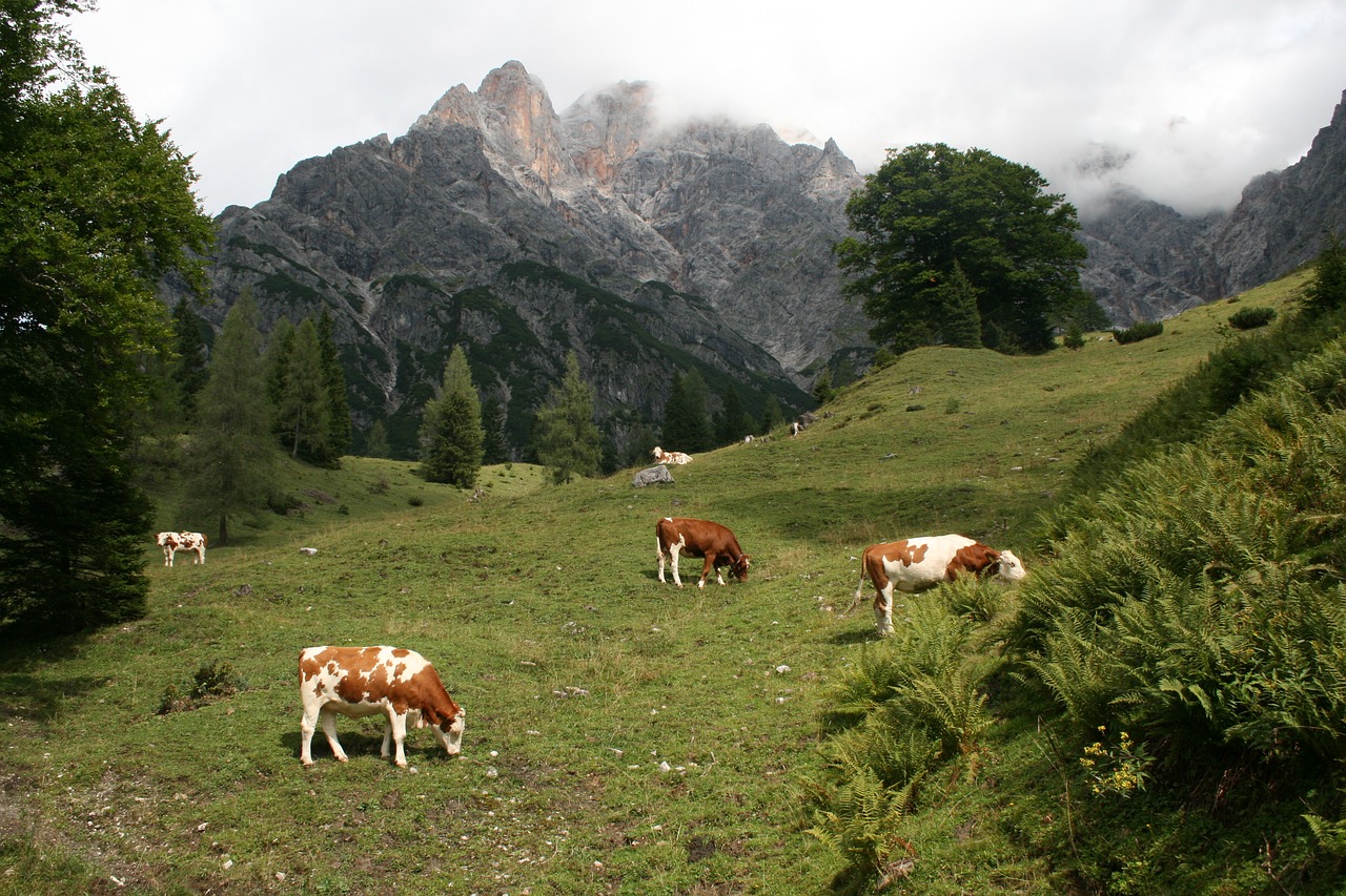 Kalnai, Austria, Tarpinis, Rūkas, Pieva, Karvės, Ganyti, Gamta, Alpių, Alm