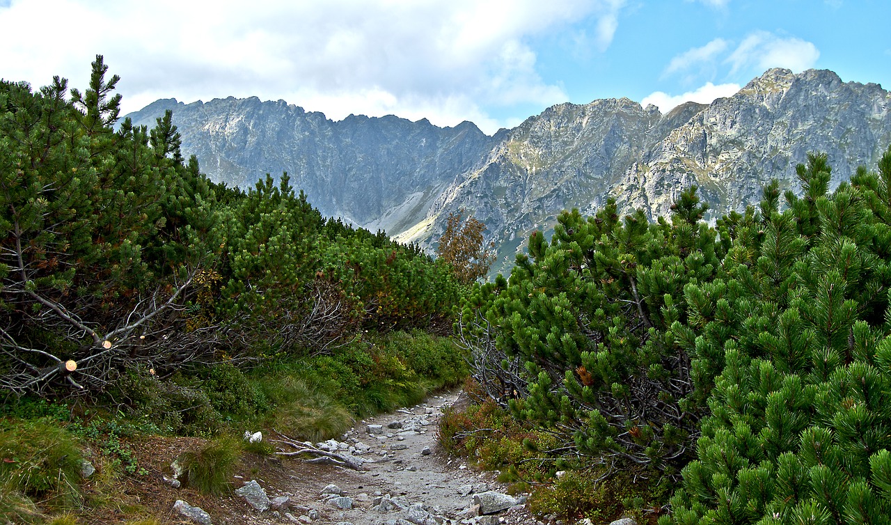 Kalnai, Tatry, Kosówka, Kalninė Pušis, Takas, Gamta, Aukštas Tatras, Rudens Kalnai, Turizmas, Šventė