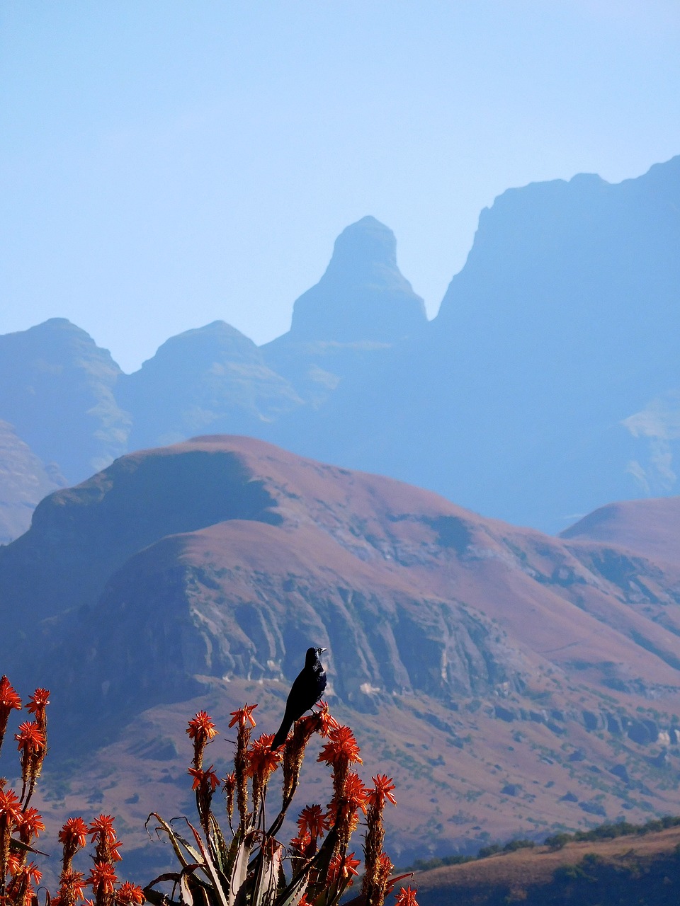 Kalnai,  Drakensberg,  Alijošius,  Varnėnas,  Paukštis,  Blizgus Lytlauža,  Pietų Afrika, Nemokamos Nuotraukos,  Nemokama Licenzija
