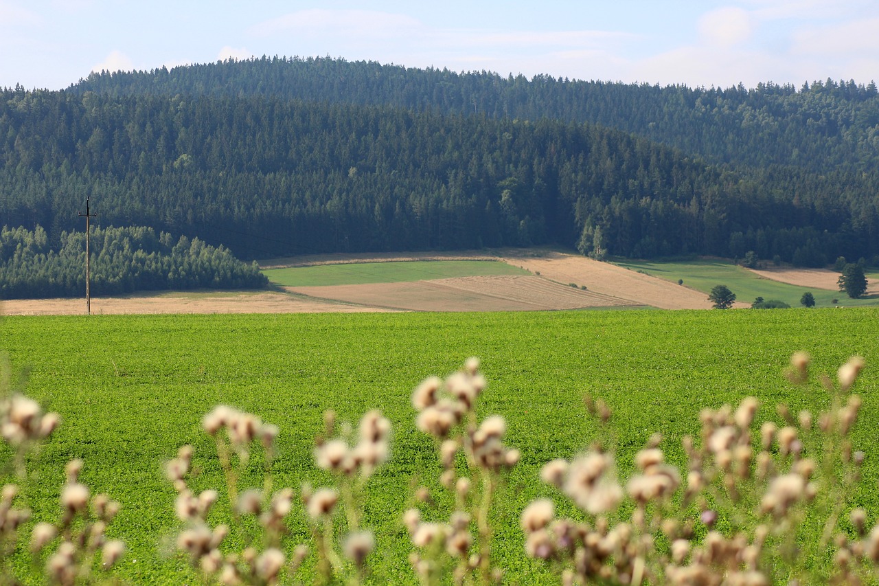 Kalnai,  Peržiūrėti,  Kraštovaizdis,  Panorama,  Vasara,  Žalias,  Pobūdį,  Iš Perspektyva,  Harmony,  Dvasios Ramybė