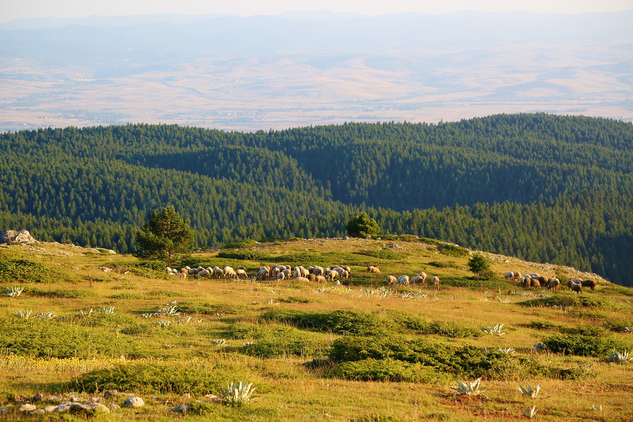 Kalnai,  Avių Banda,  Avių,  Kalnų,  Bandos,  Pobūdį,  Žolė,  Gyvūnai,  Pievų,  Kaimo