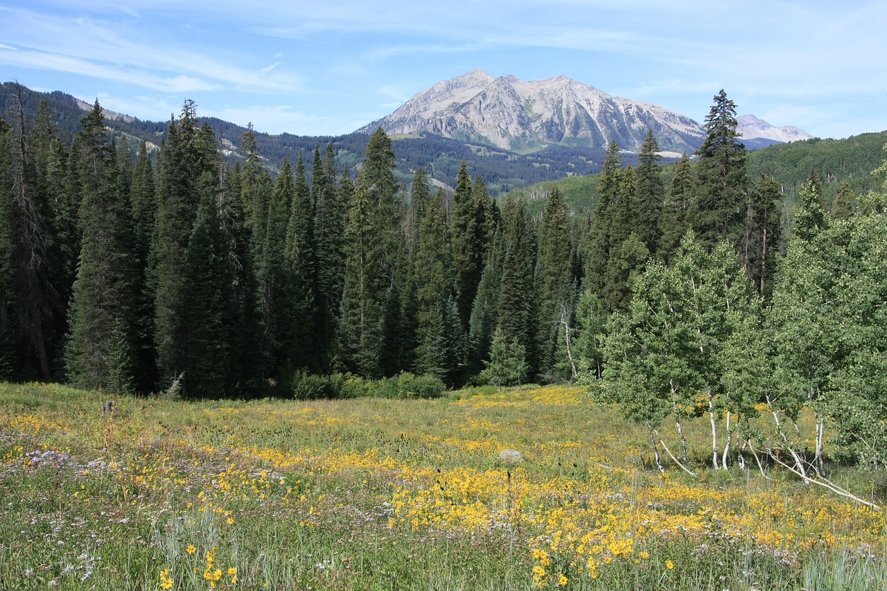 Kalnai, Miškas, Colorado, Kraštovaizdis, Nemokamos Nuotraukos,  Nemokama Licenzija