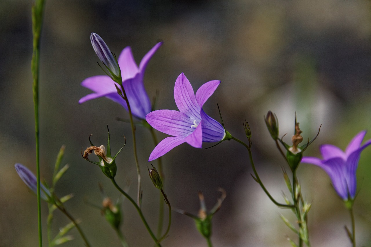 Kalnai, Alpių, Gamta, Gėlės, Violetinė, Fauna, Flora, Austria, Nemokamos Nuotraukos,  Nemokama Licenzija