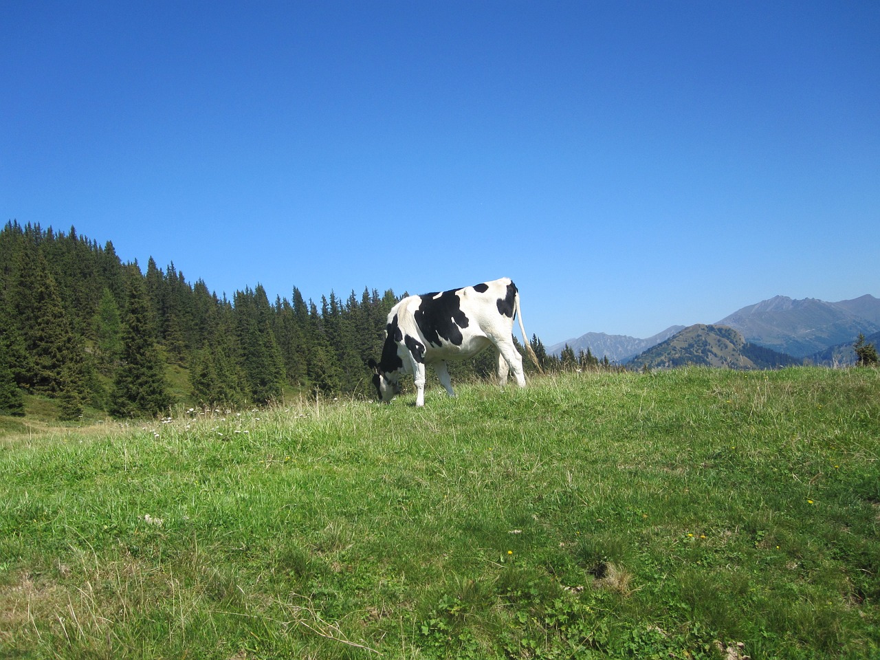 Kalnai, Dolomitai, Italy, Žygiai, South Tyrol, Kraštovaizdis, Vasara, Žygis, Alpių, Karvė