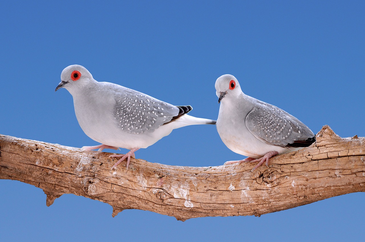 Gedulo Deimantas, Turtledoves, Paukščiai, Paukštis, Gyvūnai, Nemokamos Nuotraukos,  Nemokama Licenzija