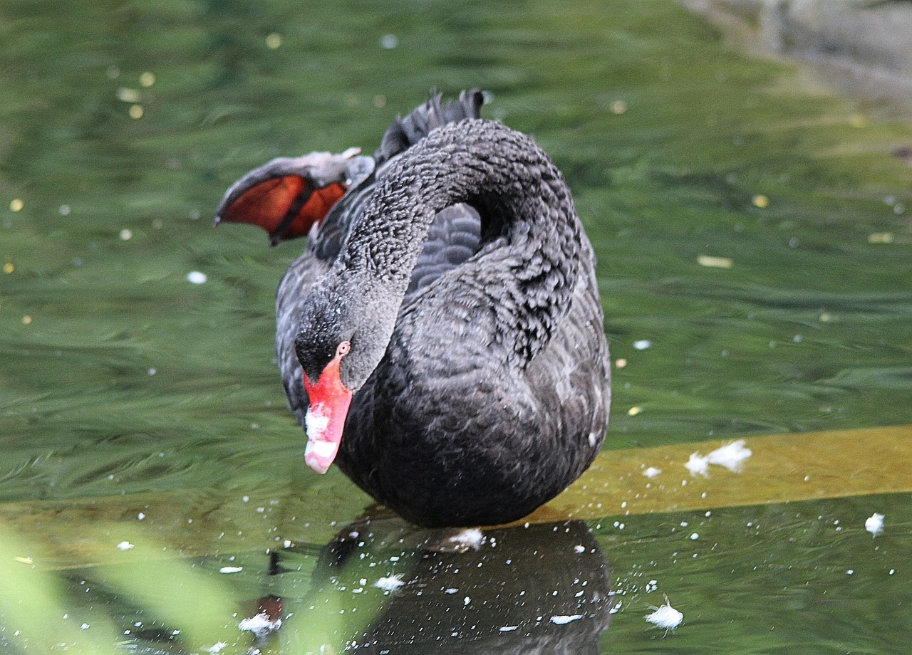 Gedulo Gulbė, Cygnus Atratus, Juoda Gulbė, Rūšis, Gentis, Gulbės, Cygnus, Antis, Anatidae, Gyvūnas