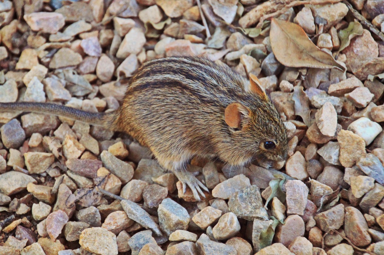 Pelė, Graužikas, Gyvūnas, African Welts Žolių Pelė, Žinduolis, Nager, Fauna, Piešimas, Mielas, Afrika