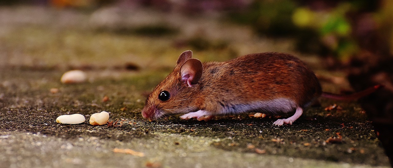 Pelė, Graužikas, Mielas, Žinduolis, Nager, Gamta, Gyvūnas, Medžio Pelyte, Apodemus Sylvaticus, Pelės