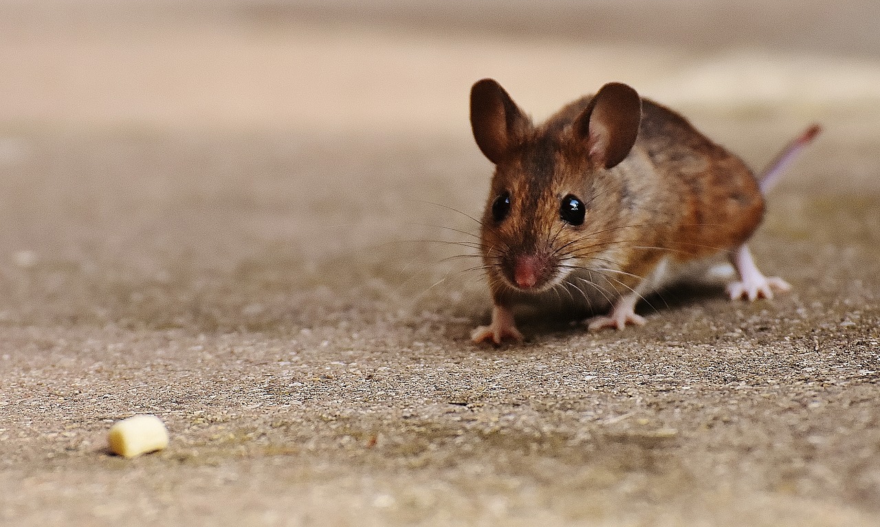 Pelė, Graužikas, Mielas, Žinduolis, Nager, Gamta, Gyvūnas, Medžio Pelyte, Apodemus Sylvaticus, Pelės