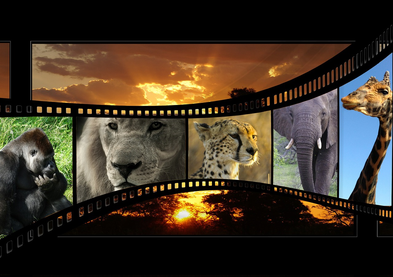 Filmas, Gyvūnų Filmas, Gamtos Šūviai, Saulėlydis, Afterglow, Kraštovaizdis, Afrika, Botsvana, Okavango, Filmas