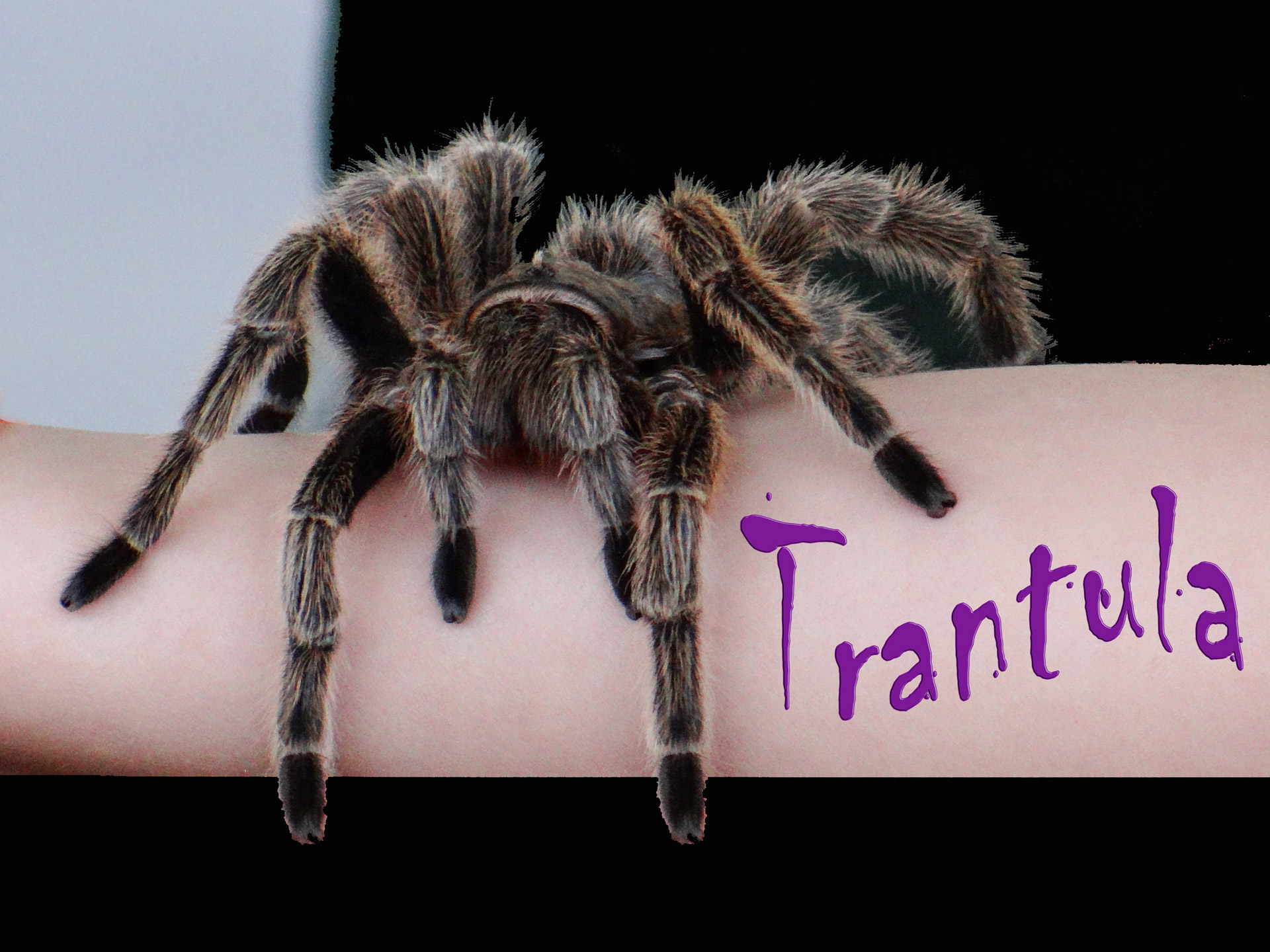 Tarantula,  Nuskaitymo,  Ranka,  Drąsus,  Gamta,  Ponas. Tarantula, Nemokamos Nuotraukos,  Nemokama Licenzija