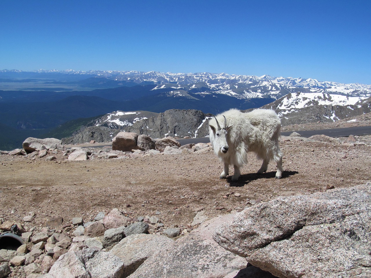 Mt, Evanas, Colorado, Ožka, Aukštis, Kalnas, Uolingas, Nemokamos Nuotraukos,  Nemokama Licenzija