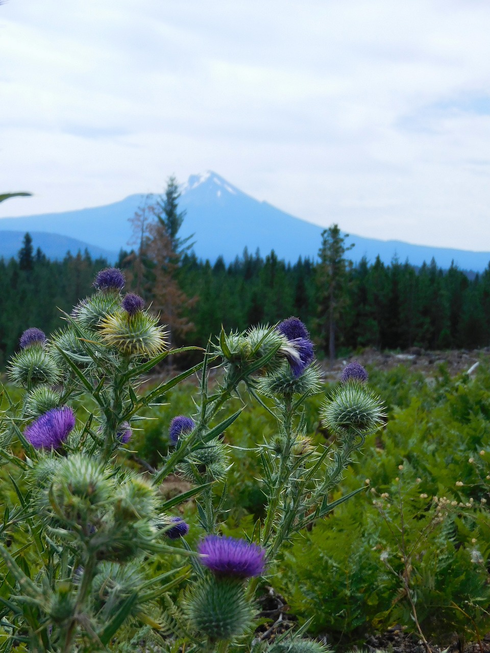 Mt, Mcloughlin, Kalnas, Pietų Oregonas, Oregonas, Gamta, Kraštovaizdis, Miškas, Medžiai, Kelionė