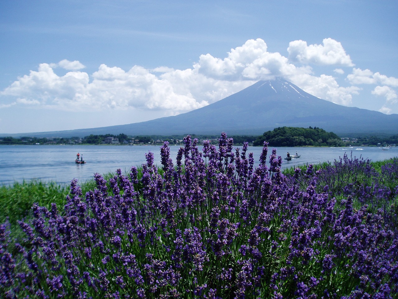Mt Fuji, Levanda, Ežeras Kawaguchi, Vasara, Mėlynas Dangus, Nemokamos Nuotraukos,  Nemokama Licenzija