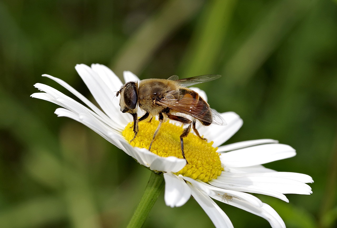 Daug Gėlė, Bičių, Kamufliažas, Daisy, Vabzdys, Makro, Gamta, Sėdi, Augalas, Žalias