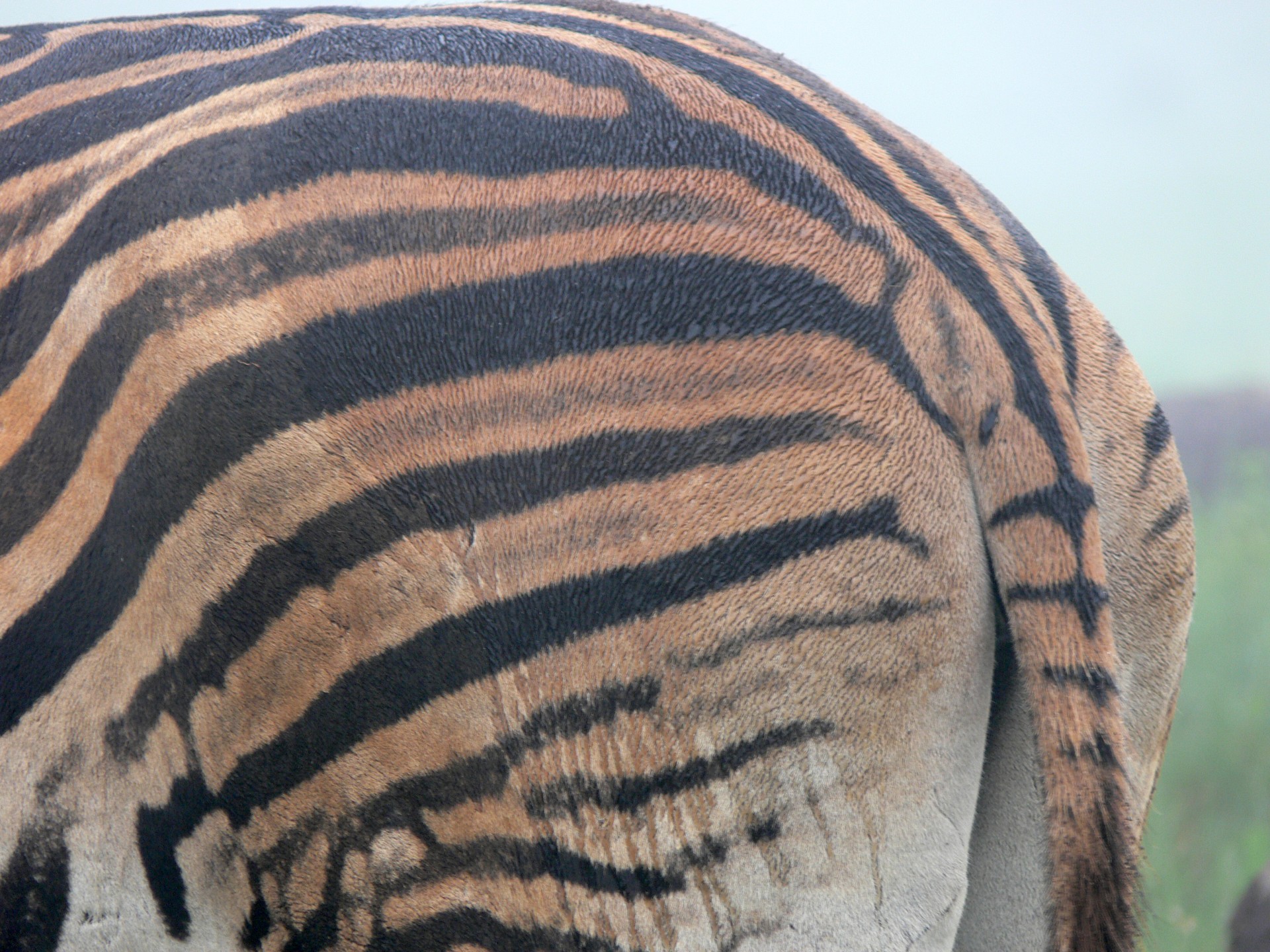 Zebra,  Juostelės,  Laukinė Gamta,  Afrika,  Purvinas Zebras Atgal, Nemokamos Nuotraukos,  Nemokama Licenzija