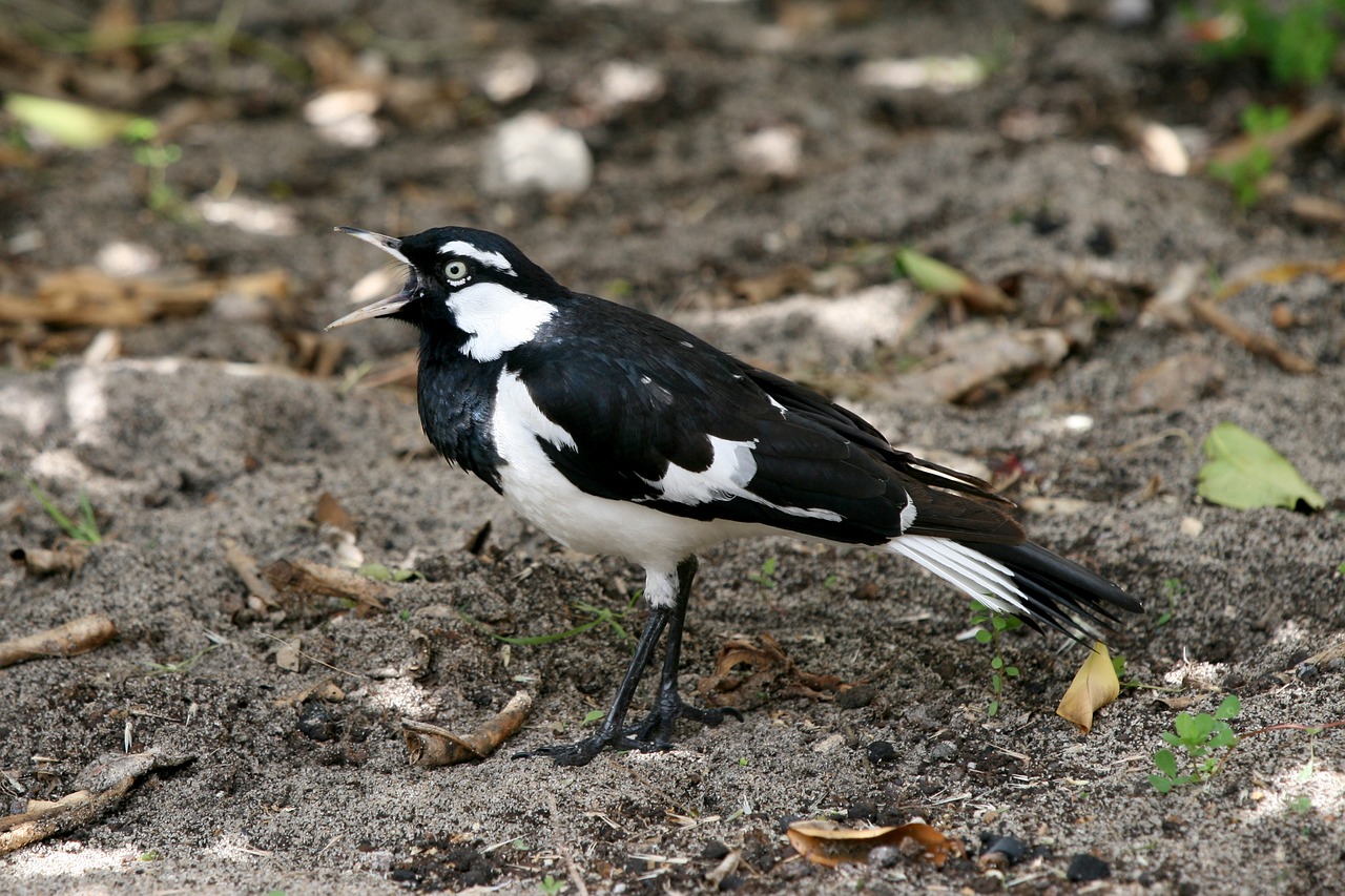 Mudlark, Australian, Šparagai, Laukinė Gamta, Paukštis, Juoda, Balta, Grallina, Skambinti, Dainuoti