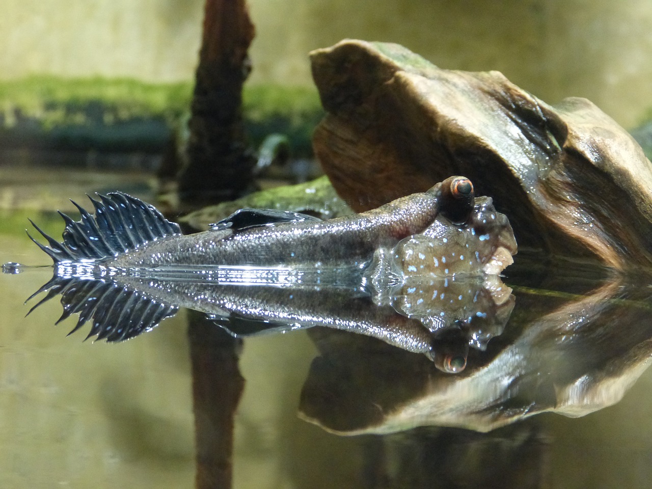 Mudskipper, Žuvis, Gyvūnas, Vanduo, Gamta, Nemokamos Nuotraukos,  Nemokama Licenzija