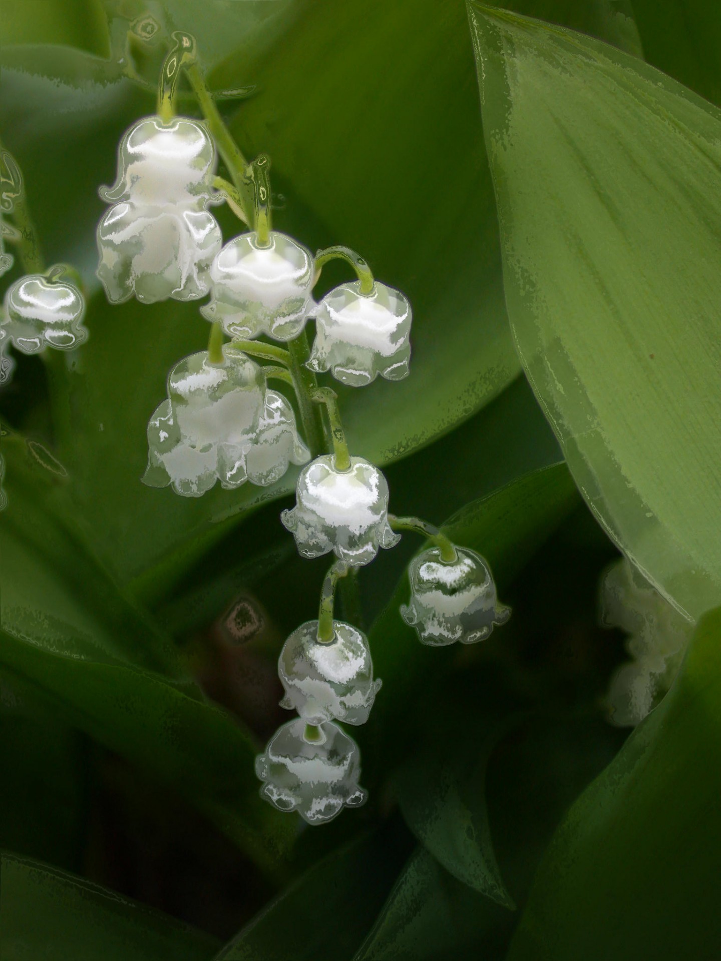 Muguet,  Kristalas,  Kompiuterio & Nbsp,  Grafika,  Menas,  Gėlė,  Mugūeto Krištolas, Nemokamos Nuotraukos,  Nemokama Licenzija