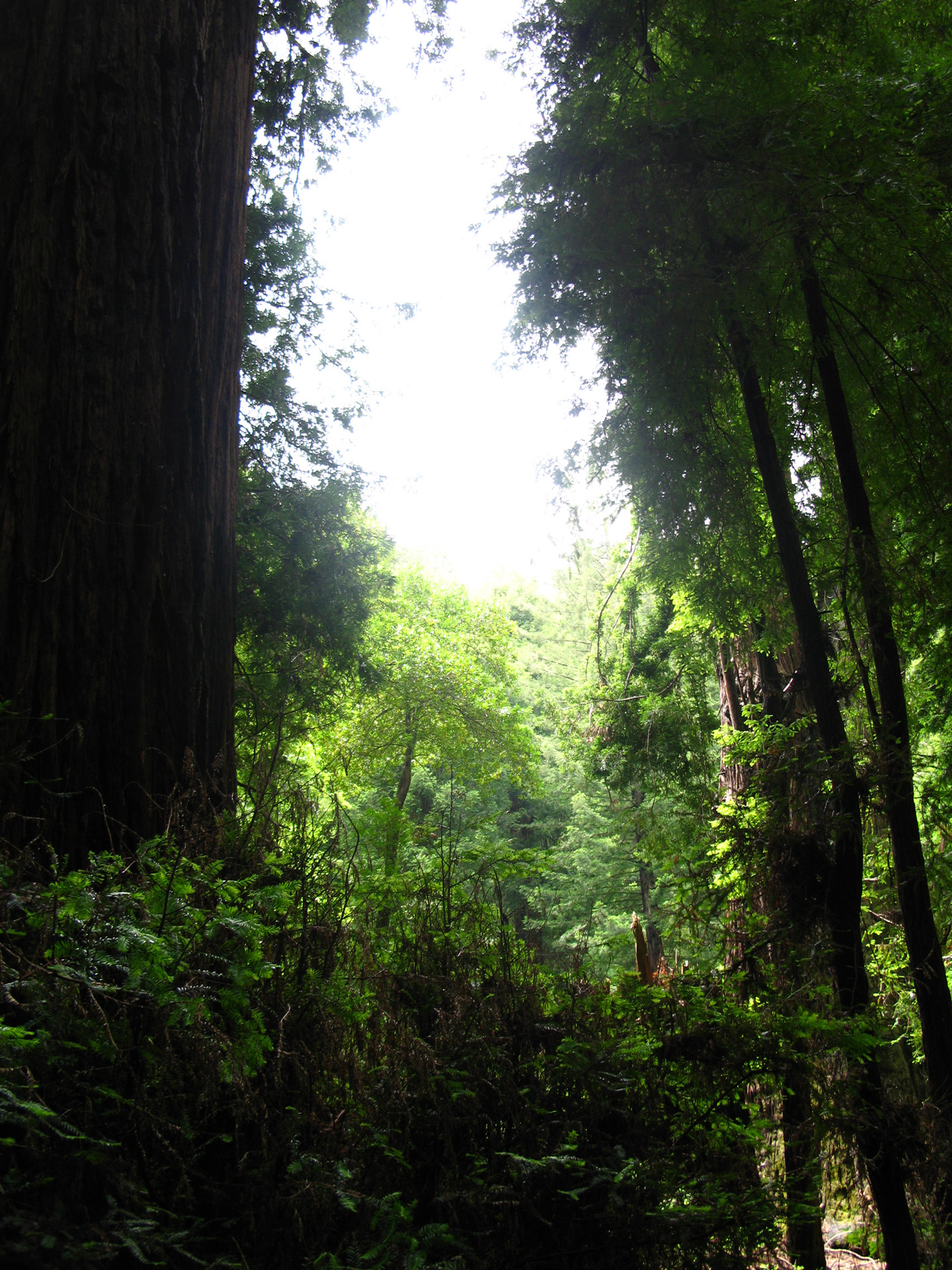 Miškai,  Miškas,  Medžiai,  Kraštovaizdis,  Dykuma,  Muiras & Nbsp,  Miškai,  Redwoods,  Muir Medienos Valymas, Nemokamos Nuotraukos