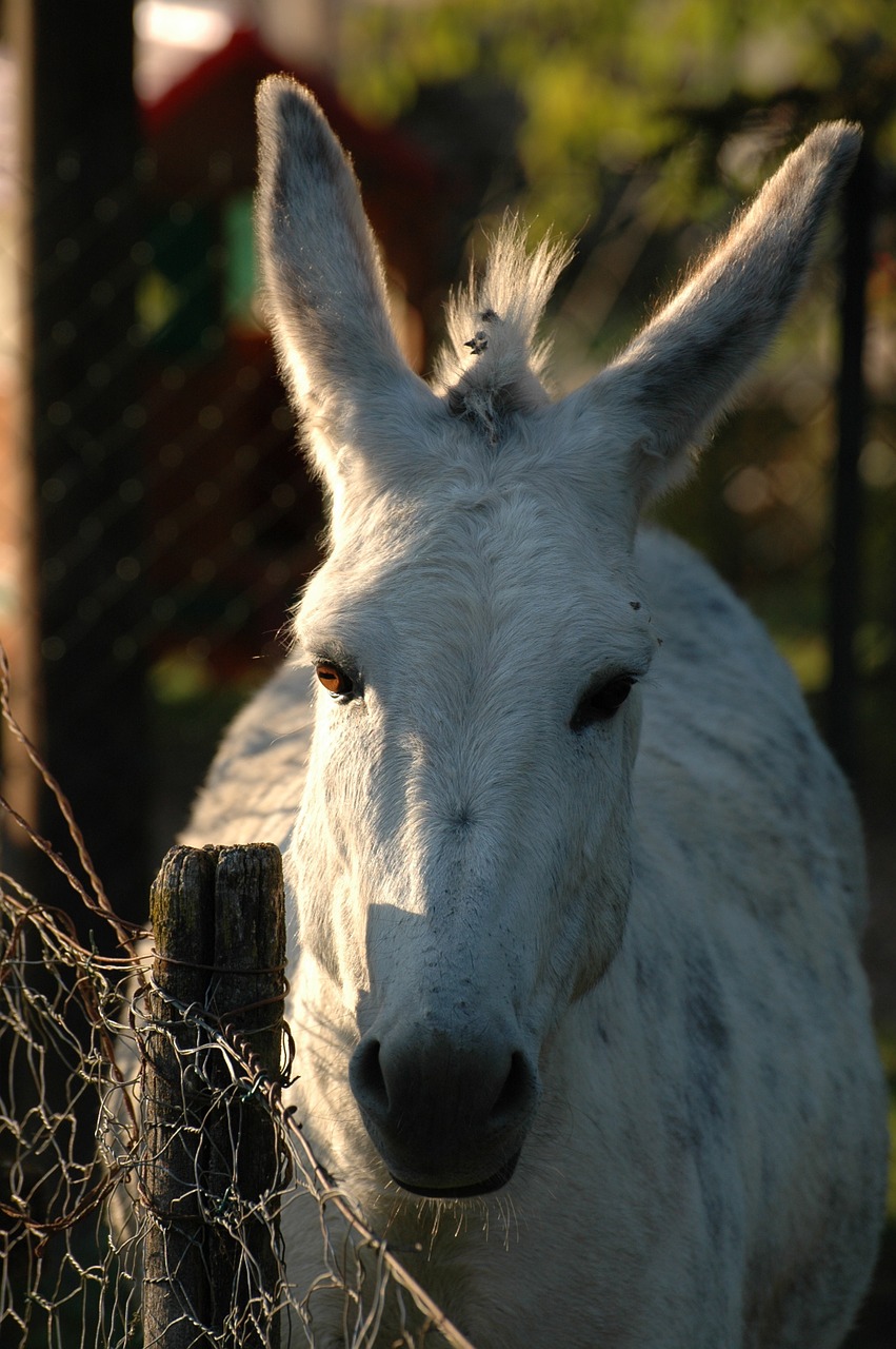 Mule, Gyvūnas, Kaimas, Gyvūnų Pasaulis, Ausys, Vakaro Saulė, France, Nemokamos Nuotraukos,  Nemokama Licenzija