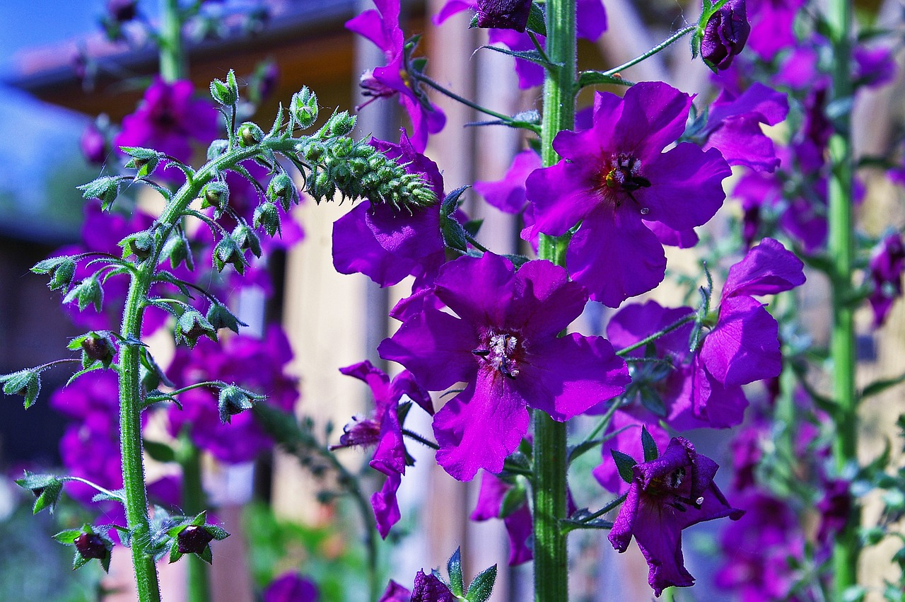 Mullein, Purpurinė Gėlė, Sodas, Violetinė, Gėlė, Gamta, Žiedas, Žydėti, Šviesus, Augalas