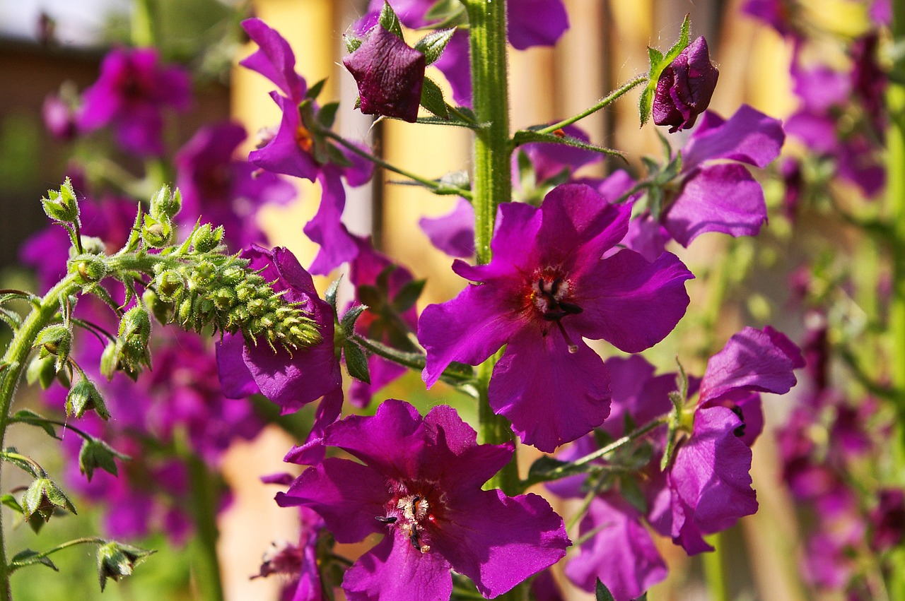 Mullein, Purpurinė Gėlė, Sodas, Violetinė, Gėlė, Gamta, Žiedas, Žydėti, Šviesus, Augalas