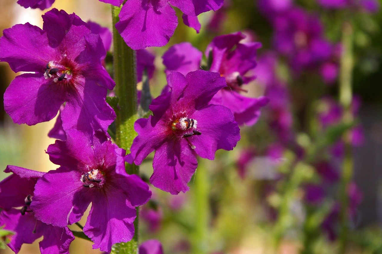 Mullein, Purpurinė Gėlė, Sodas, Violetinė, Gėlė, Gamta, Žiedas, Žydėti, Šviesus, Augalas