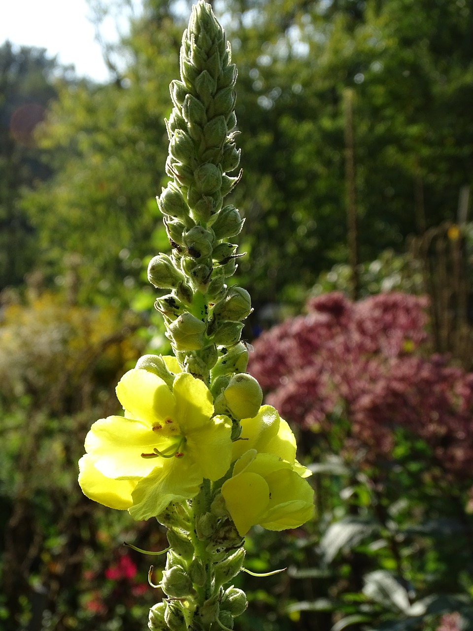 Mullein, Verbascum, Königsker, Didelis Gėlių Sultinys, Žvakės Kaip, Žiedynas, Nemokamos Nuotraukos,  Nemokama Licenzija