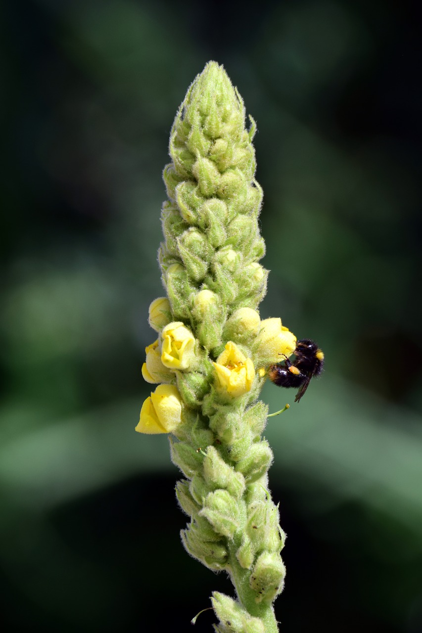 Deviņvīru Jėga,  Gėlė,  Pobūdį,  Augalų,  Geltona,  Gėlės,  Verbascum,  Vaistinių Augalų,  Laukinių Augalų,  Braunwurzgewaechs