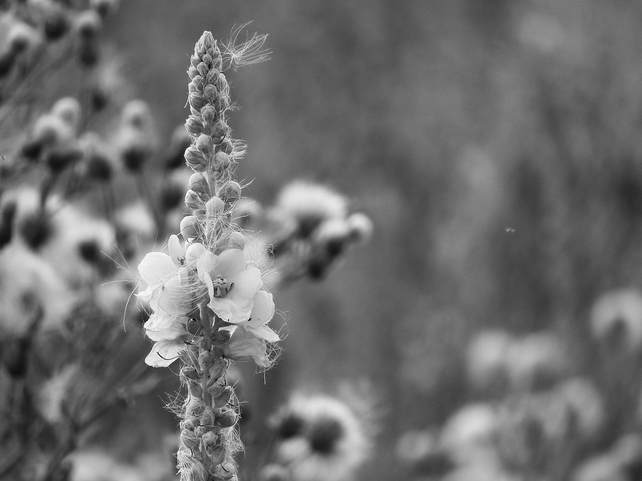 Mullein, Gėlė, Verbascum, Juoda Ir Balta, Pūkas, Nemokamos Nuotraukos,  Nemokama Licenzija