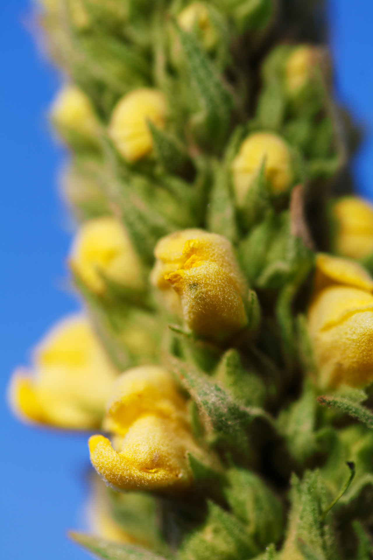 Flora,  Gėlė,  Sodas,  Žolė,  Žolelių,  Žolelės,  Medicinos,  Medicina,  Mullein,  Gamta